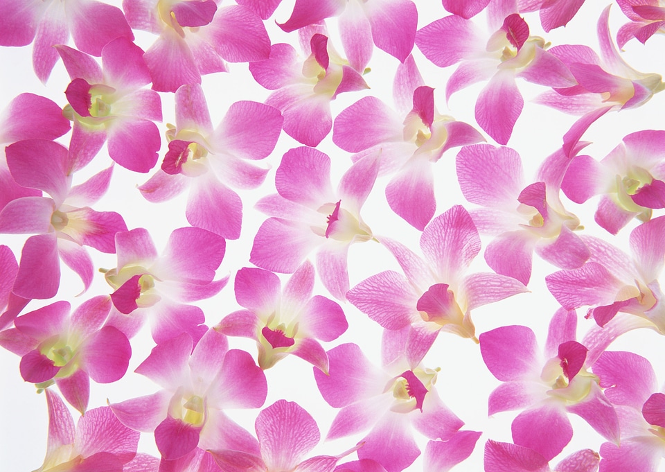 Flower petals isolated over white background