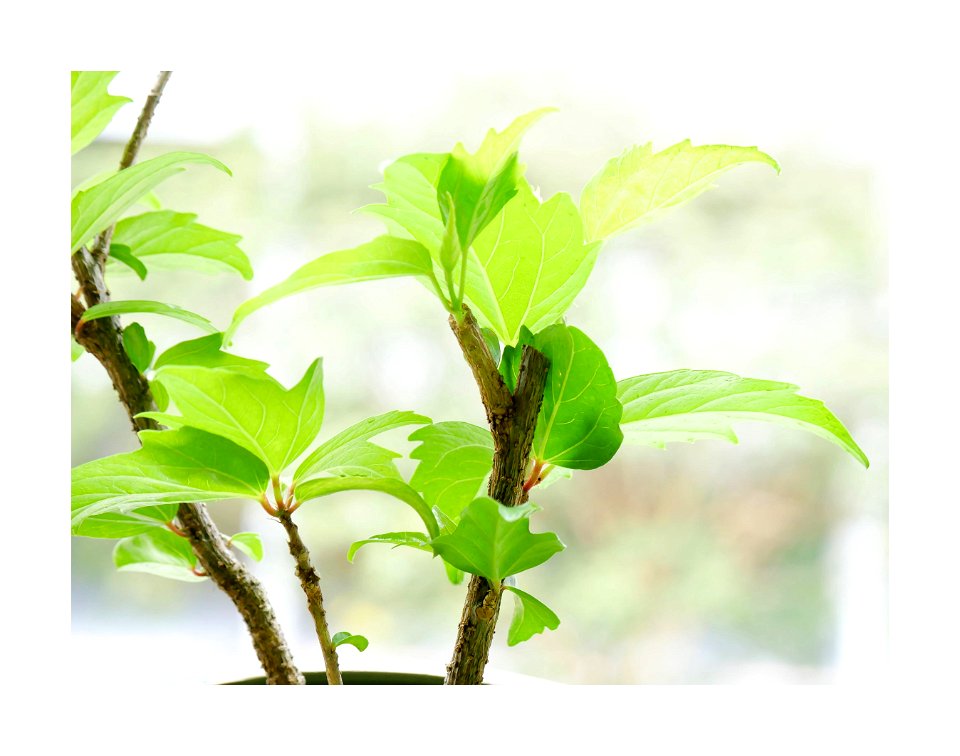 Hibiscus cutting photo