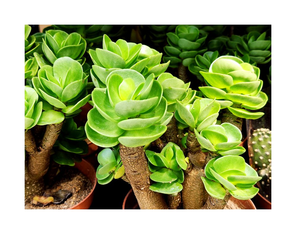 Leaves