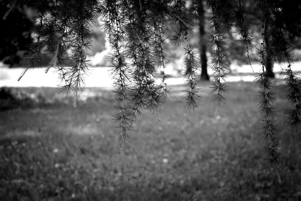 Conifers branches