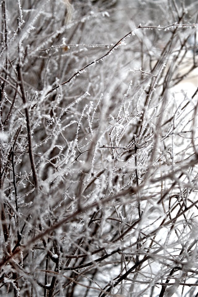 Frozen Branches photo