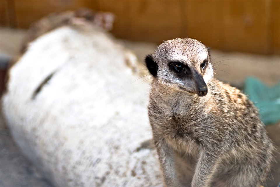 A meerkat from Chisinau Zoo