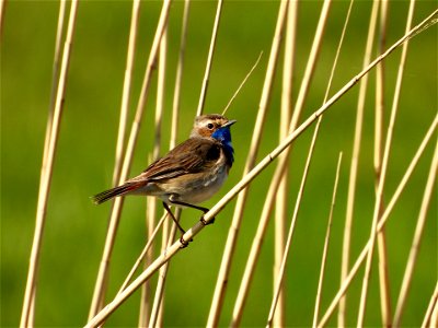 Blauwborst