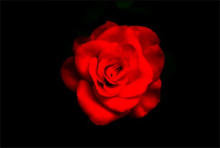 The rose photo