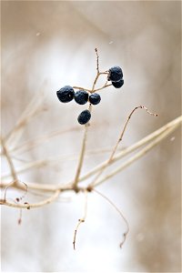 Winter berries photo
