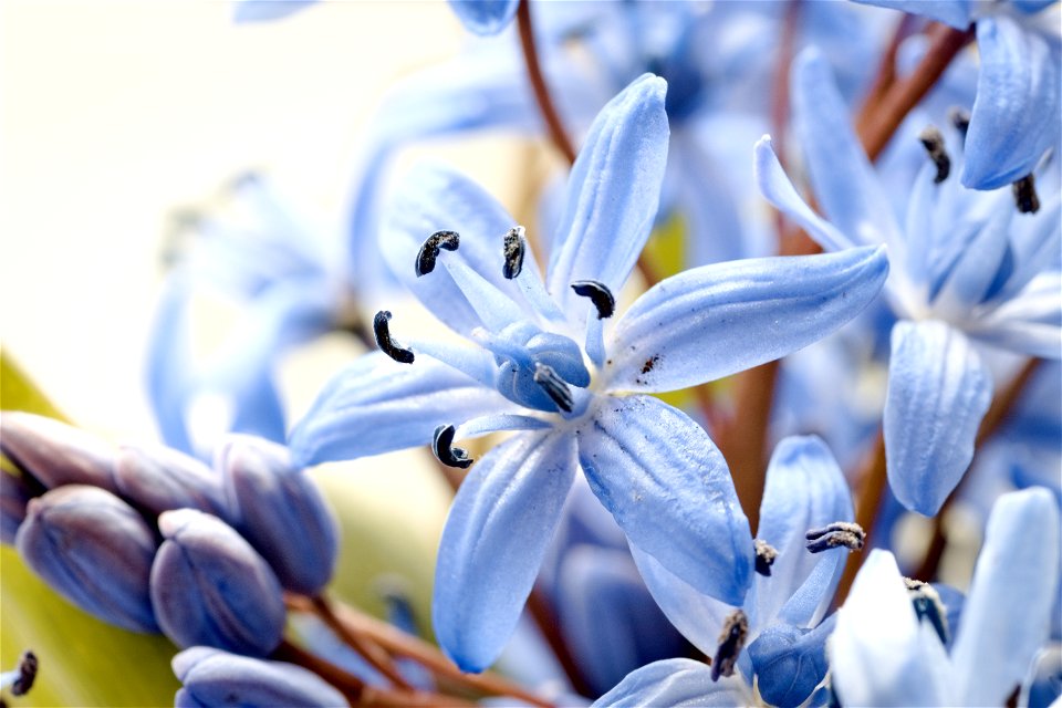 Scilla bifolia flowers