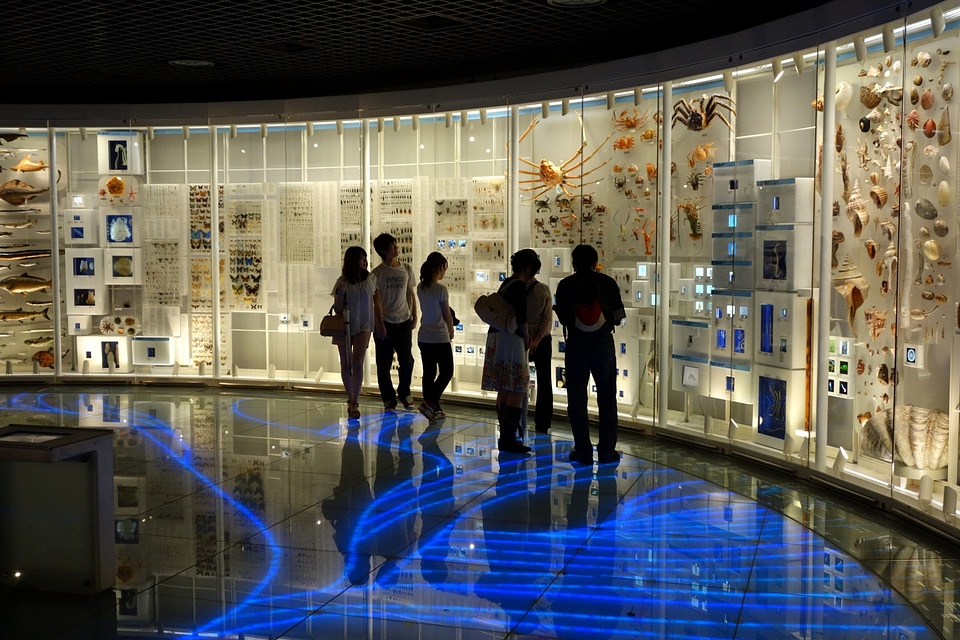 Exhibit in the National Museum of Nature and Science, Tokyo