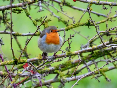 Roodborst
