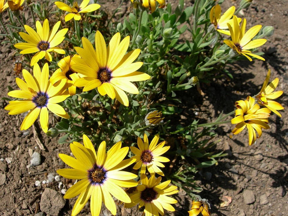 African Daisy - Osteospermum