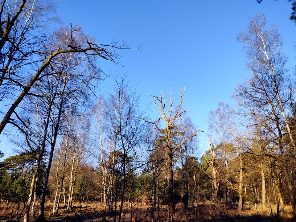 Leersumsche veld