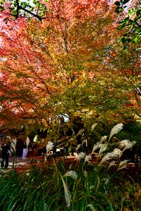 京都宇治平等院鳳凰堂 / Byodoin Hoohdo temple in Kyoto
