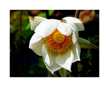 White lotus photo