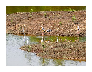 Migrating birds at Sungei Buloh Wetland photo