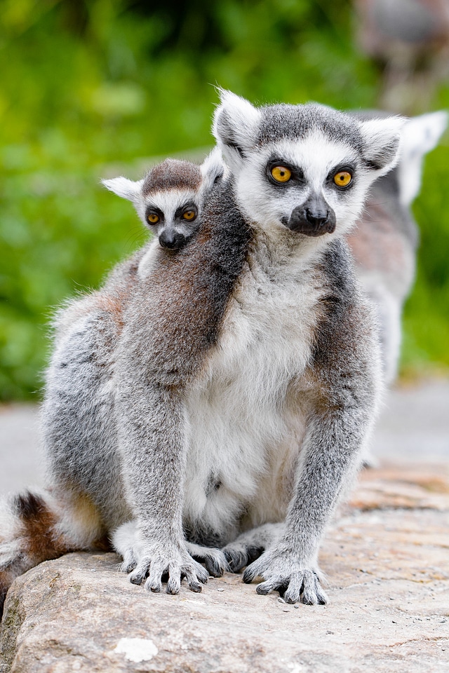 A Ring-shaped baby lemur with mom