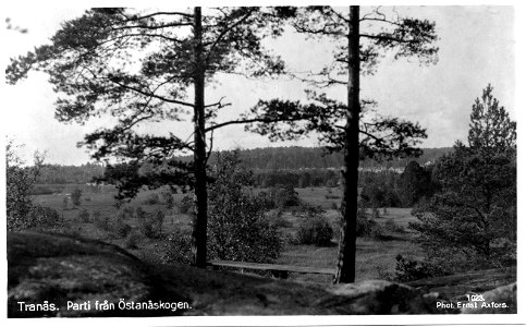 078 Tranås. Parti från Östanåskogen