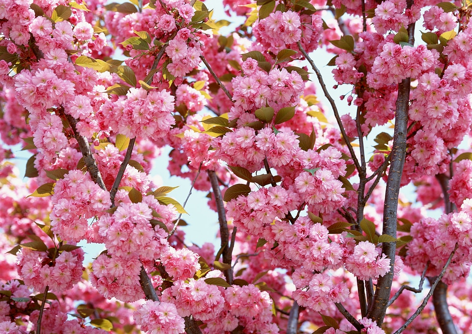 Fresh sakura spring blossoms background