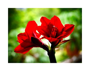 Red Wax Amaryllis Bulb photo