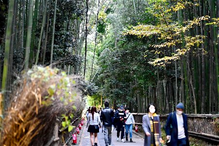 嵐山と竹林の小径 / Kyoto Arashiyama and Bamboo forest path
