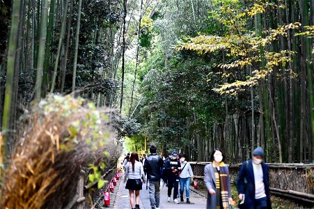 嵐山と竹林の小径 / Kyoto Arashiyama and Bamboo forest path photo