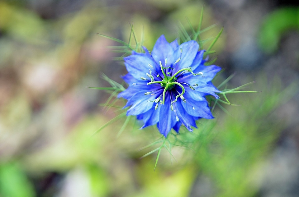 Blue flowers blue flower nature