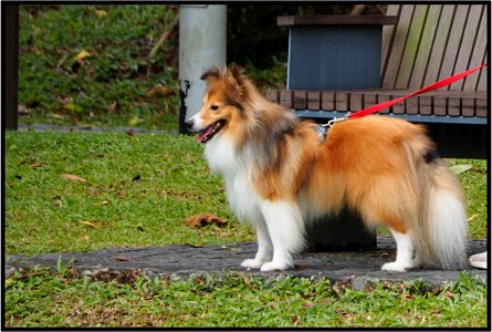 Lassie photo