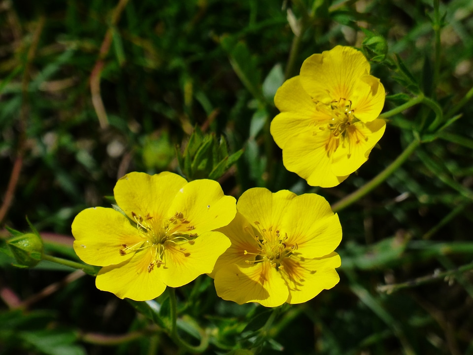 Bloom yellow alpine flower