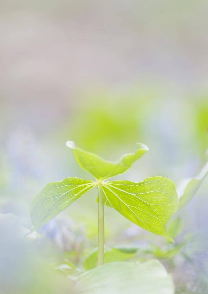 Focus on green leaves