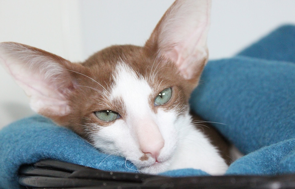 Oriental shorthair fur charming