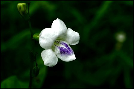 White small flower photo