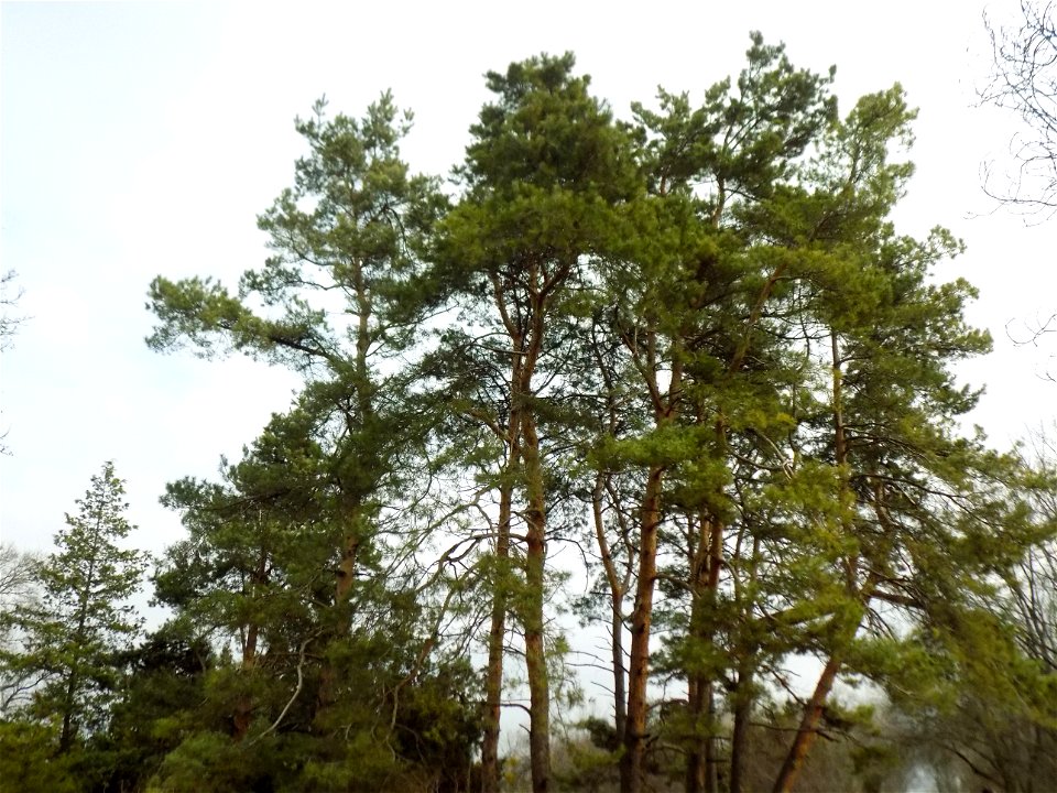 Hryshko National Botanical Garden