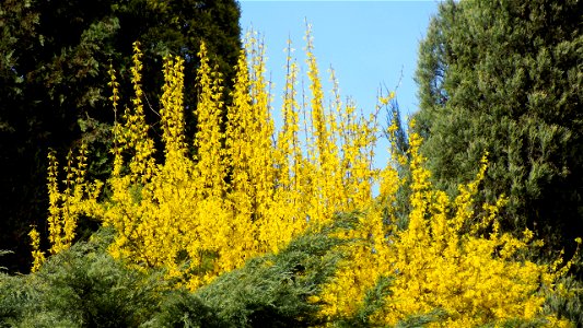 Hryshko National Botanical Garden