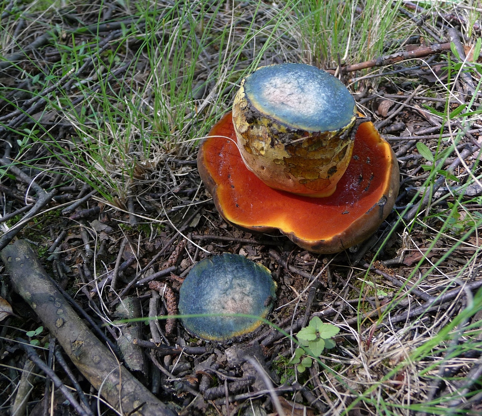 Dotted Stem Bolete Boletus erythropus
