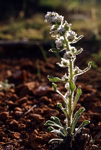 Butte Candle wildflower