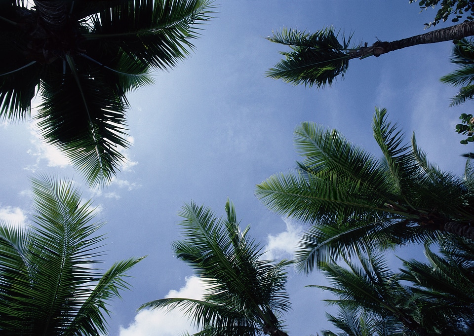 Tropical palm trees on sky background, photo