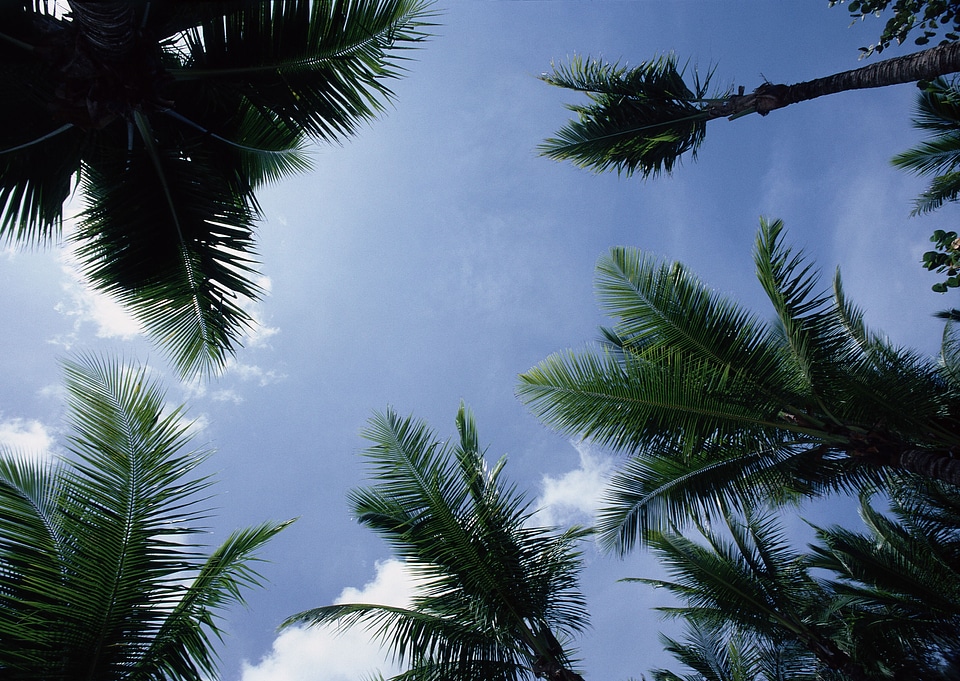 Tropical palm trees on sky background,