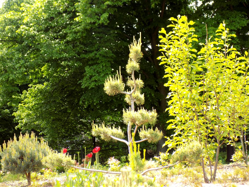 Hryshko National Botanical Garden