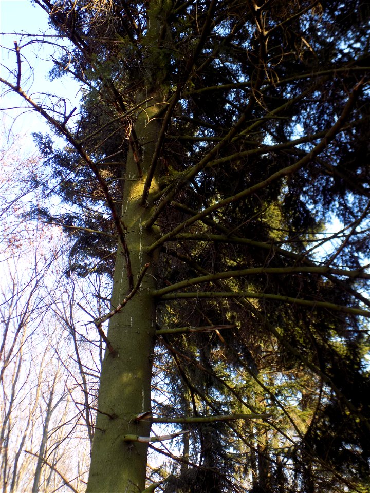 Hryshko National Botanical Garden
