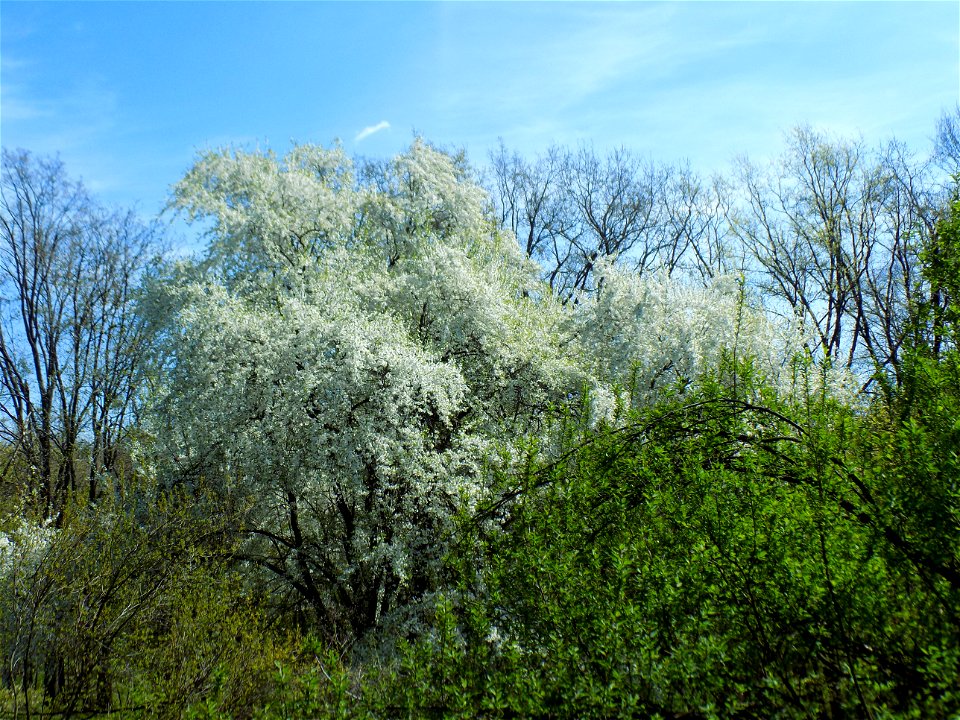 Hryshko National Botanical Garden