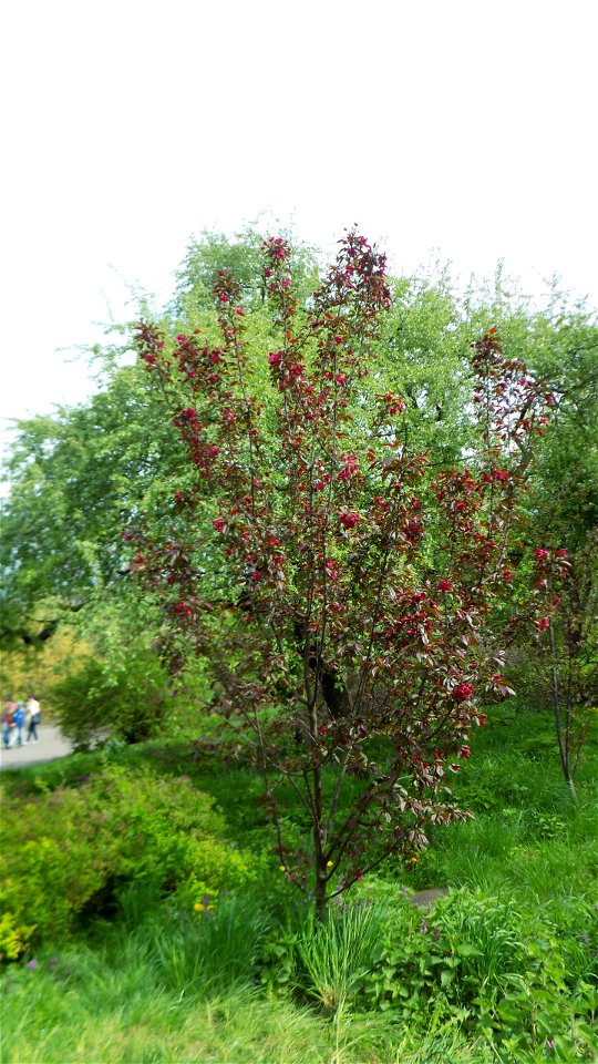 Hryshko National Botanical Garden