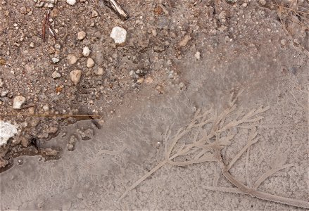 Yellowstone Texture