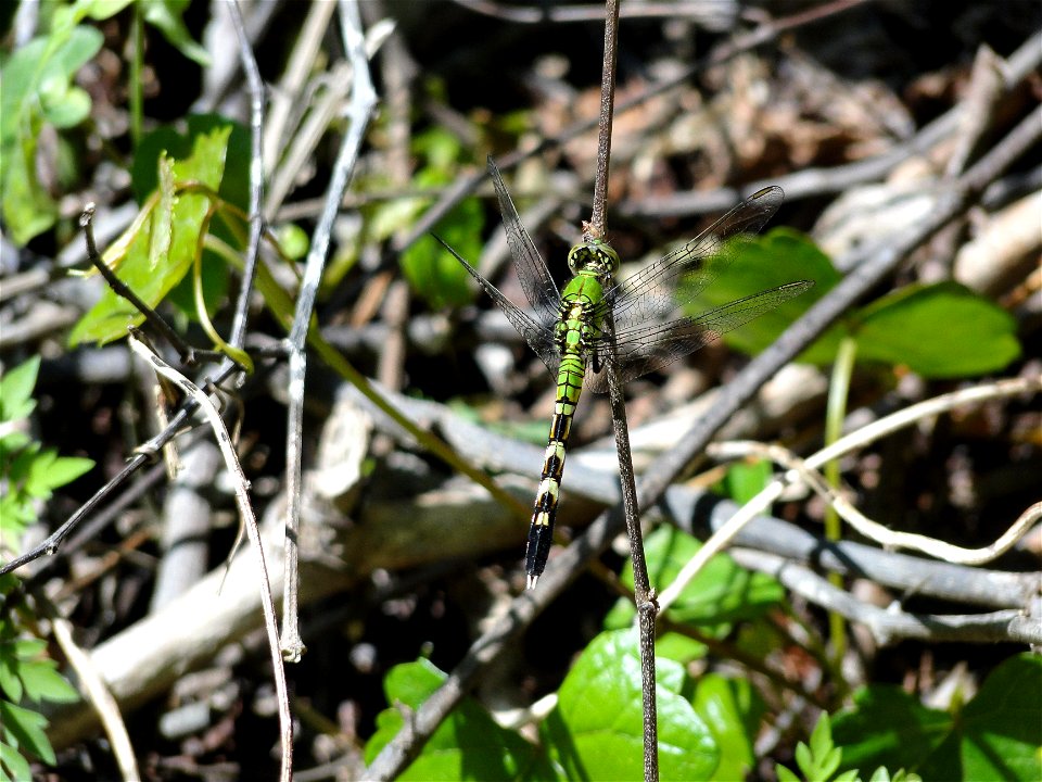 Dragonfly (Enchanted forest)
