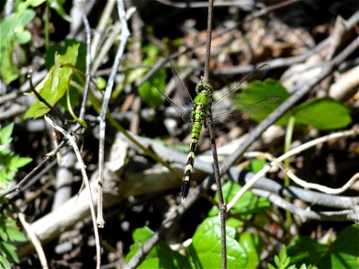 Dragonfly (Enchanted forest)