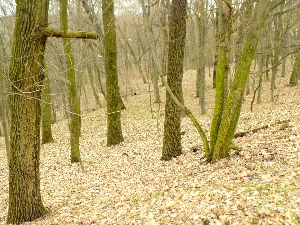 Hryshko National Botanical Garden
