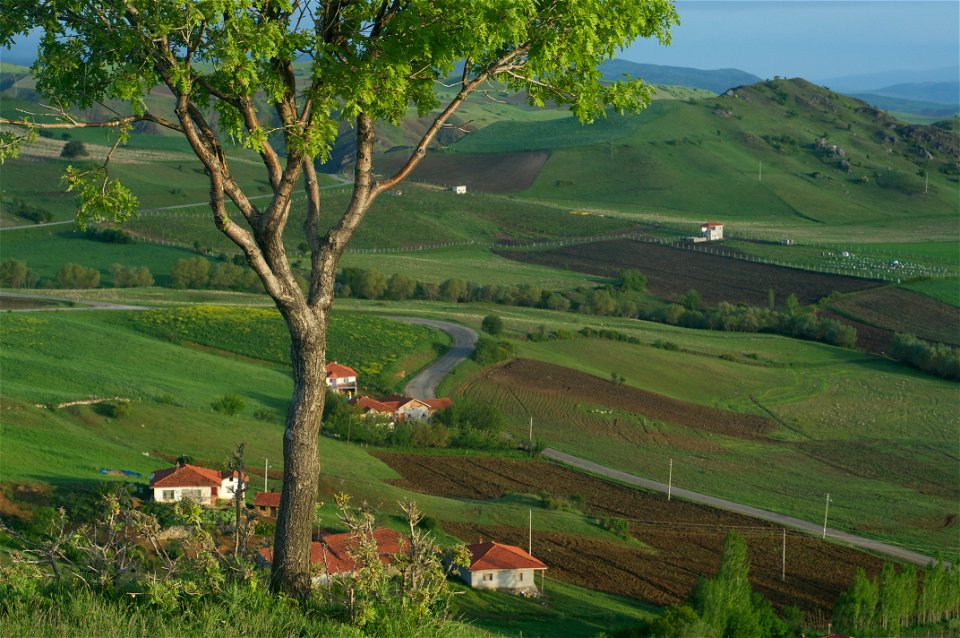 The lone tree at the top of a hill in Bogazkale