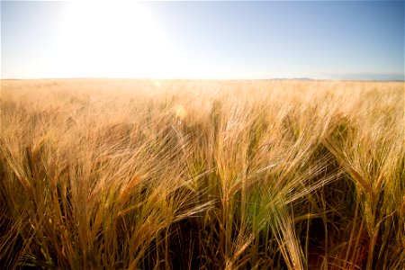 Wheat in East Washington