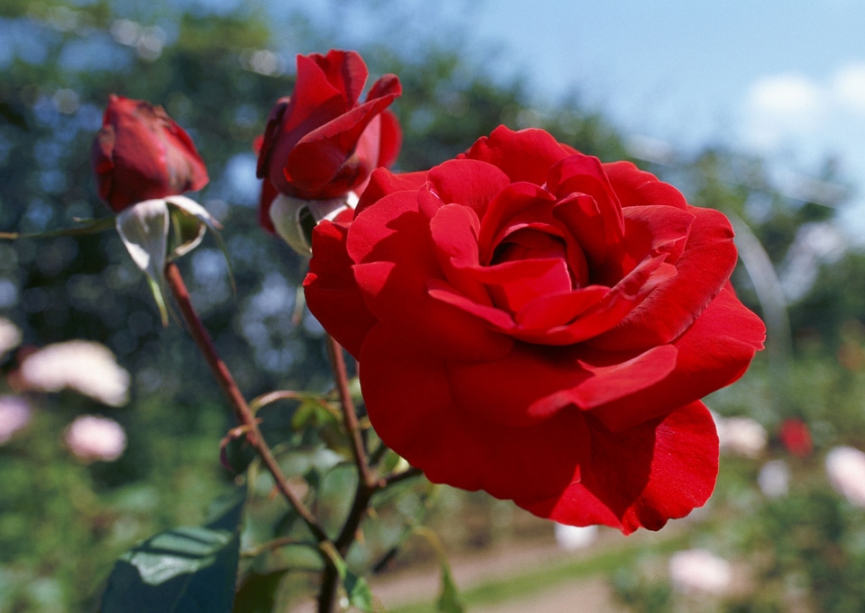 Camellia flower closeup
