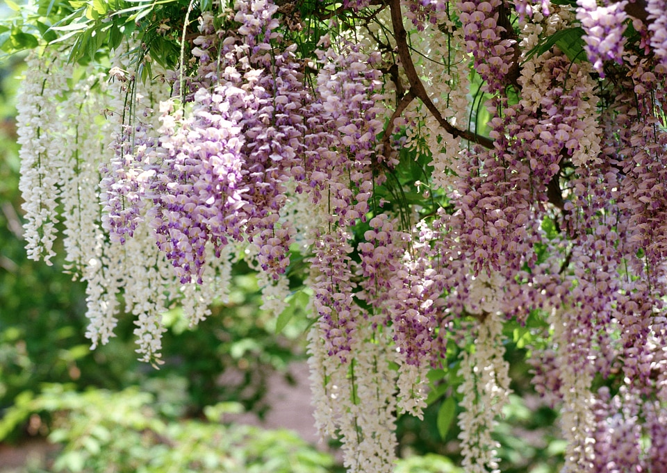 Spring flowers series, Wisteria trellis, it is a genus of floweri