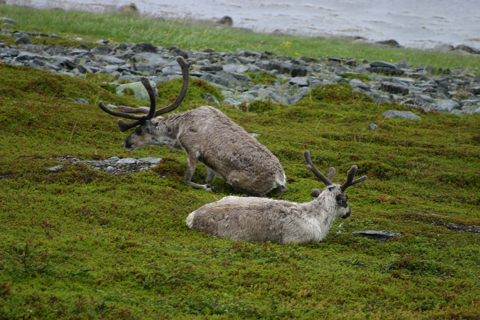 Wildlife antlers pair