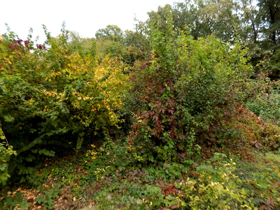 Hryshko National Botanical Garden