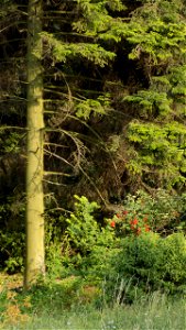 Hryshko National Botanical Garden